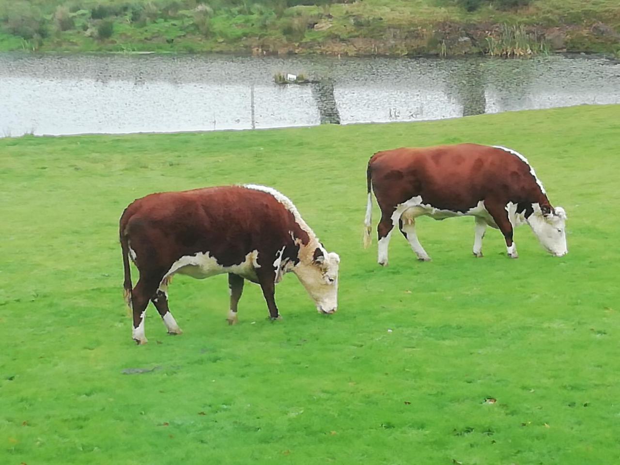 Rectory Farm Bed & Breakfast ฮาเวอร์ฟอร์ดเวสต์ ภายนอก รูปภาพ